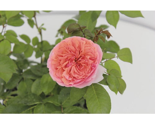 Nahaufnahme einer einzelnen rosa Rose mit grünen Blättern