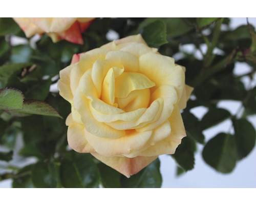 Nahaufnahme einer gelben Rose mit grünen Blättern