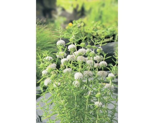 Englische Wasserminze FloraSelf Preslia cervina 'Alba' H 10-30 cm Co 3 L