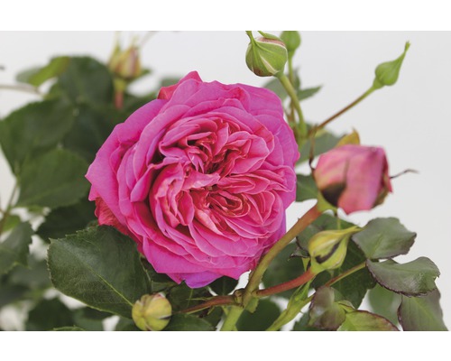 Nahaufnahme einer pinkfarbenen Rose mit Blättern und Knospen