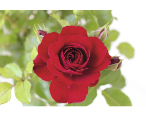 Nahaufnahme einer roten Rose mit Knospen und Blättern.