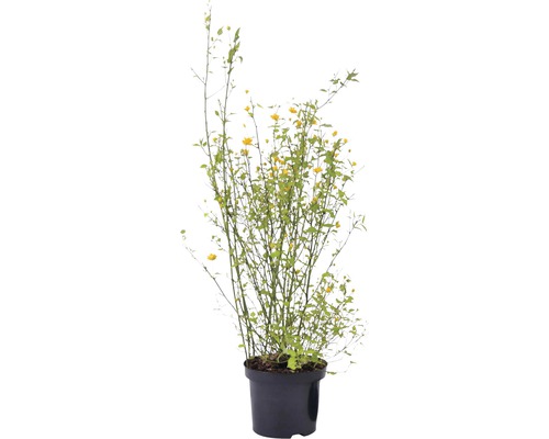 Corète du Japon FloraSelf Kerria japonica 'Pleniflora' H 80-100 cm Co 4 L