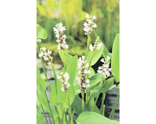 Pontédérie à feuilles en cœur FloraSelf Pontederia cordata 'Alba' H 10-60 cm Co 3 L