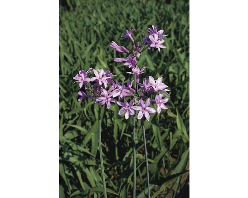 Thulbachia, Zimmerknoblauch FloraSelf Tulbachia violacea H 10-50 cm Ø 9 cm Topf