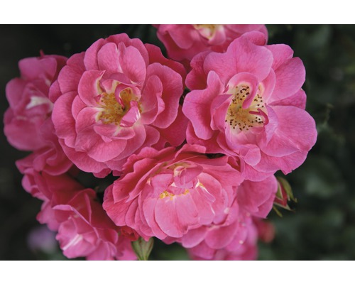 Rosier buisson parfumé Floraself Rosa x Hybride h 30-60 cm Co 5 l rose diff. variétés Rosier buisson parfumé Floraself Rosa x Hybride h 30-60 cm Co 5 l rose diff. variétés