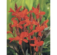 Canna indica avec floraison