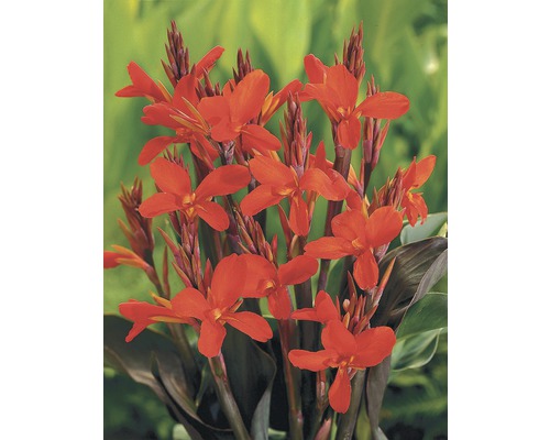 Canna indica avec floraison