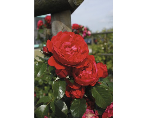 Rosier pour parterres FloraSelf Rosa x Hybride Co 5L rouge