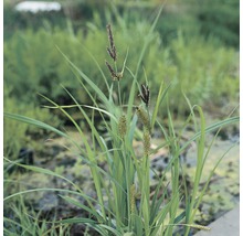 Gros plan de plants de carex dans le jardin.