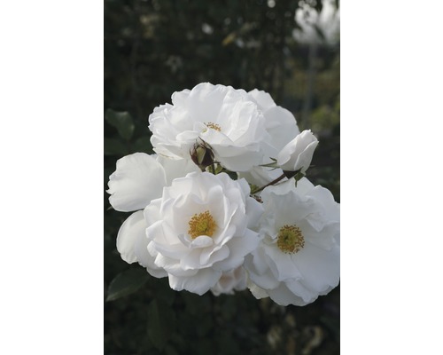 Rosiers pour parterres FloraSelf Rosa x Hybride C 5L blanc