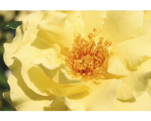 Duftrose Strauchrose Floraself Rosa x Hybride H 10-40 cm Co 5 L gelb, orange in Sorten