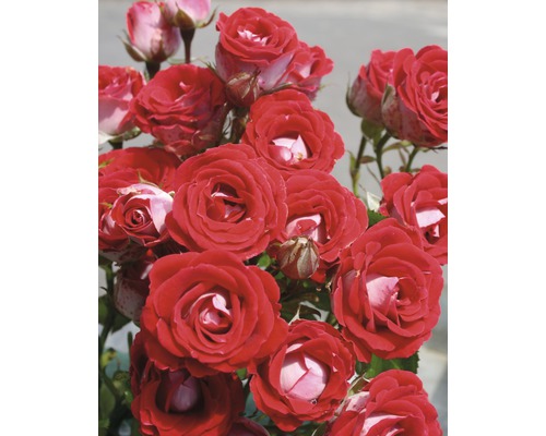 Duftrose Strauchrose Floraself Rosa x Hybride H 30-60 cm Co 5 L rot in Sorten