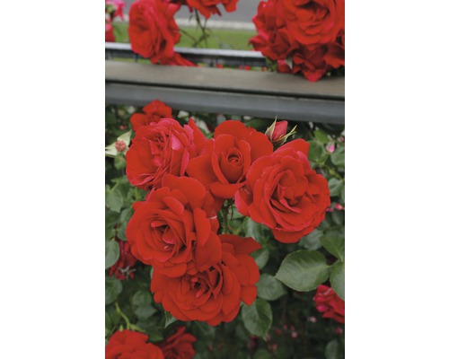 Rosier à grandes fleurs FloraSelf Rosa x Hybride Co 5L rouge