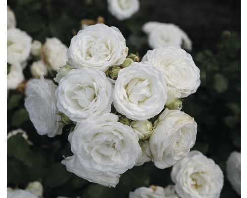 Rosier à grandes fleurs FloraSelf Rosa x Hybride Co 5L blanc