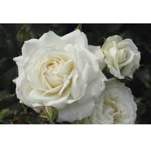 Nahaufnahme einer weißen Rose