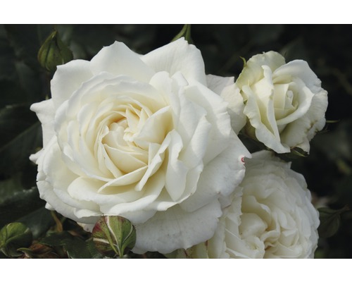 Rosier parfumé FloraSelf Rosa x Hybride Co 5L blanc