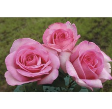 Drei rosa Rosenblüten