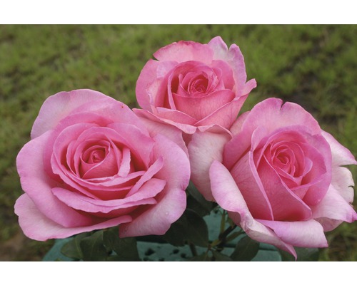 Rosier pour parterres FloraSelf Rosa x Hybride Co 5L rose