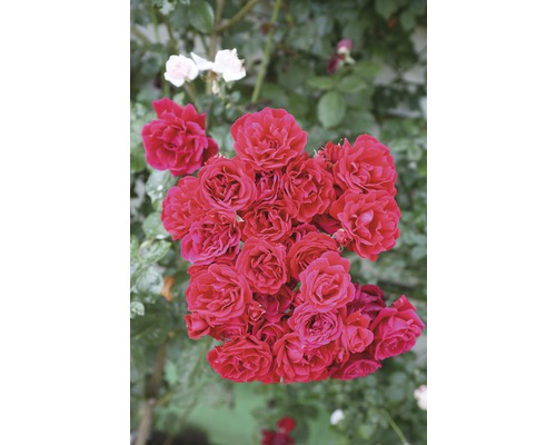Rosier à grandes fleurs FloraSelf Rosa x Hybride Co 5L rose