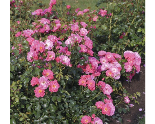 Rosier couvre-sol FloraSelf Rosa x Hybride Co 2L rose, rouge