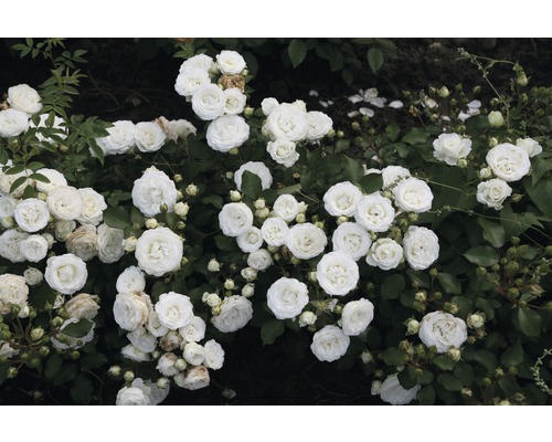 Rosier couvre-sol FloraSelf Rosa x Hybride Co 2L blanc, jaune
