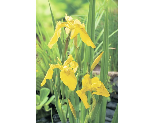 Gelbe Sumpfschwertlilie FloraSelf Iris pseudocorus H 20-80 Co 10 L