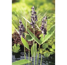 Fleur de la plante pontédérie à feuilles cordées dans le bassin de jardin