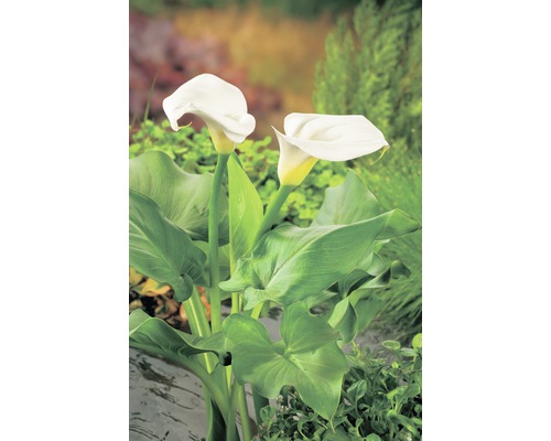 Sumpfkalla FloraSelf Zantedeschia aethiopica H 20-40 cm Co 10 L