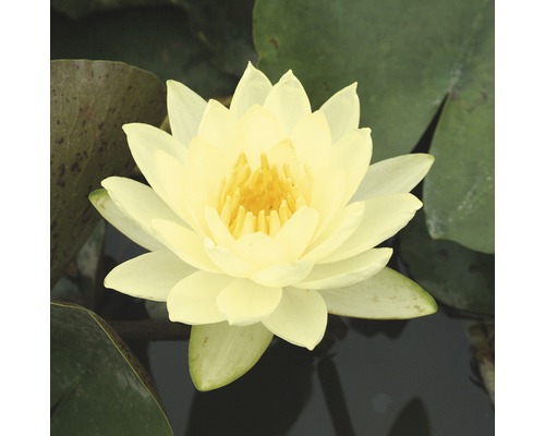 Nénuphar FloraSelf Nymphaea-Cultivars 'Joey Tomocik' H&nbsp;10-30&nbsp;cm Co 3&nbsp;l