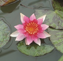 Gros plan d''un nénuphar avec des pétales roses et un centre jaune