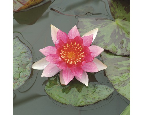 Nénuphar FloraSelf Nymphaea-Cultivars 'Laydekeri Lilacea' H&nbsp;10-30&nbsp;cm Co 3&nbsp;l