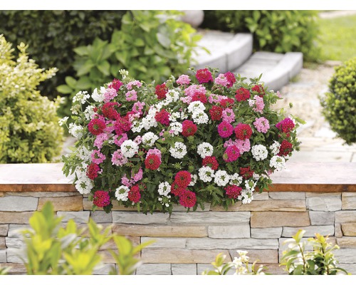 Verveine fleurie en blanc, rose et rouge sur un mur de pierre