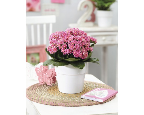 Plante Kalanchoe en pot sur une table