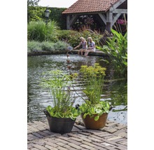 Zwei Pflanzkübel mit Teichpflanzen auf einem Ziegelweg an einem Teich