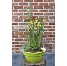 Composition d''iris, de plantes grasses et d''herbes dans un pot sur une souche d''arbre