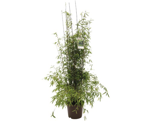Bambou non traçant, bambou de jardin rouge FloraSelf Fargesia species 'Jiuzhaigou 1' h 80-100 cm Co 10 l