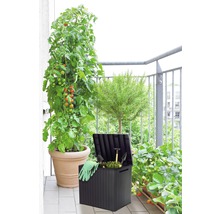 Balkonszene mit Tomatenpflanze, Zierbaum, Erdbeerpflanze und Gartenbox zur Aufbewahrung von Gartengeräten