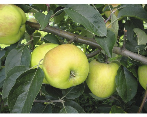 Pommier d'automne pomme de table FloraSelf Malus domestica 'Gravensteiner' h 120-150 cm Co 7,5 l