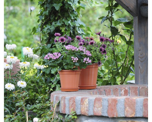 Fleurs en pot sur un mur dans le jardin