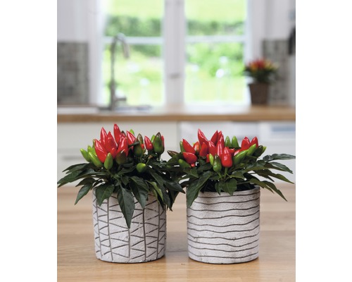 Deux plants de piment dans des pots décoratifs sur une table