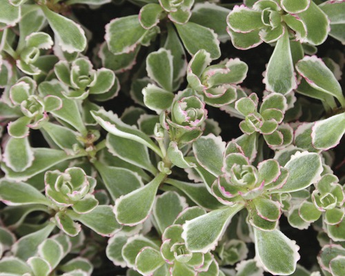 Joubarbe aux feuilles à bord blanc
