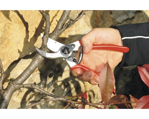 Jardinage: main coupant une branche avec un sécateur.