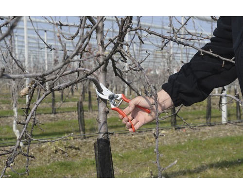 Jardinage: Personne coupant un arbre avec un sécateur