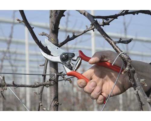 Travaux de jardinage avec un sécateur sur un arbre fruitier