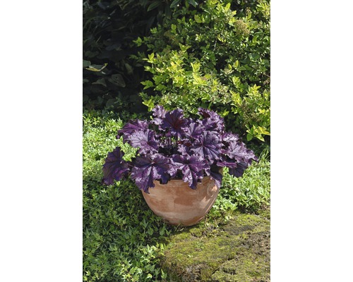 Plante Heuchera dans un pot en terre cuite dans le jardin.
