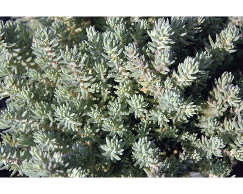 Image détaillée d''un orpin