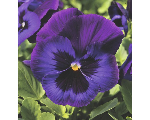 Pensee, Stiefmütterchen, Viola Neon Violet FloraSelf® 12er Topf violett