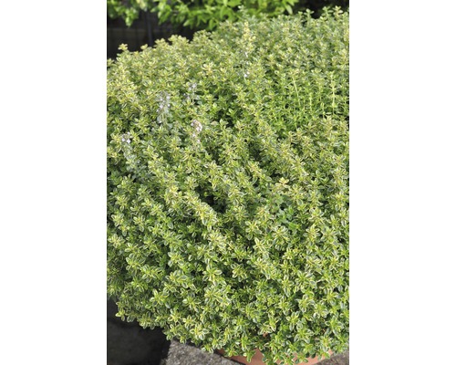 Plant de thym en pot