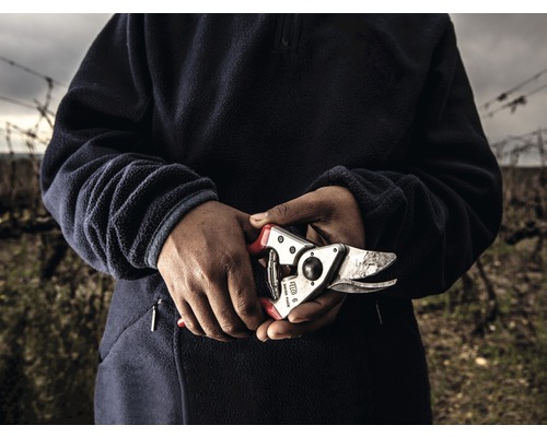 Personne tenant un sécateur dans un vignoble