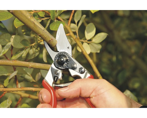 Sécateur coupant une branche